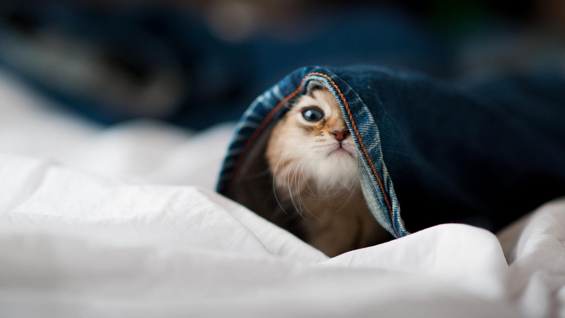 开云体育app-美队仰泳双将进前三,美国队泳衣